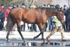 初年度産駒がデビューするベンバトル