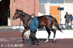 新入厩馬となったニューイヤーズデイ