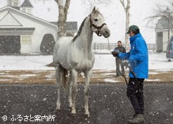 東京大賞典(G1)4連覇のオメガパフューム