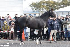 今年、待望の初年度産駒がするダノンプレミアム