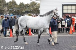 芦毛の馬体が白さを増してきたリュウノユキナ