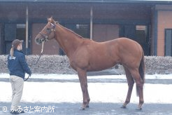 新種牡馬のレモンポップ