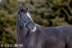 供用3年目を迎えて種牡馬らしい雰囲気を身に着けた