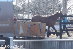 輸出検疫を受けに来た北海道市場取引馬