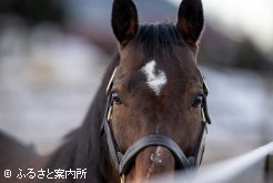 世界を見てきた目。産駒は世界ナンバーワンを目指す