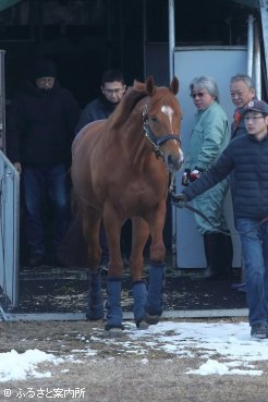 元気な姿で日本軽種馬協会静内種馬場に到着した