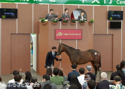 牡馬最高価格クロフォード2023