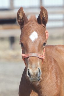 競走馬のふるさと案内所 