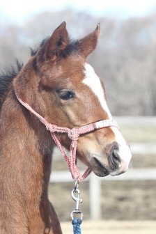 競走馬のふるさと案内所 