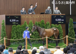 セール史上最高価格で落札されたテオレーマ2023