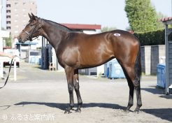 牝馬最高価格オークヴィル2023
