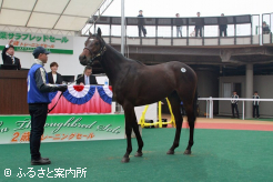 最高価格馬の落札シーン