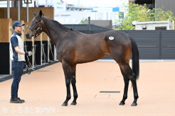 牝馬最高価格のスクエアゴールドの23