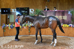 牡馬最高価格馬となったタムロウイング2024