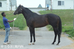 種牡馬1年目は1頭と交配済みという