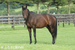 現役時代はシャンペインS(G1)に優勝した