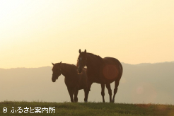 写真4 [夕陽]