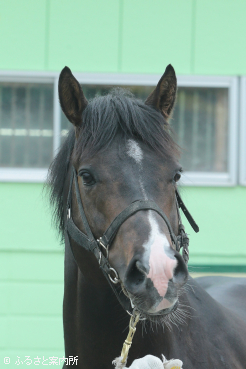 種牡馬入りしたフォルキャップ