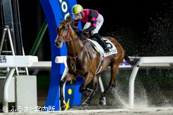 王冠賞で史上8頭目の三冠馬を目指す
