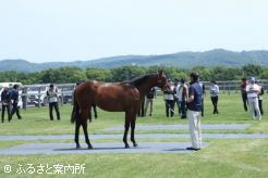 1歳馬は北海道セレクションセール上場馬を含め60頭以上の視察した