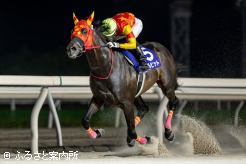 2着ニシケンボブに8馬身馬差で圧勝したベルピット