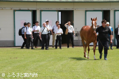 熱心に上場馬をチェックする購買者
