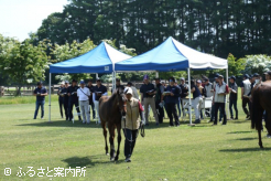 社台ファームでの当歳馬展示
