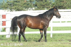 現役時代は2つのJRAマイルG1に優勝