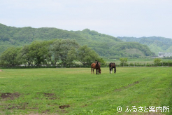 北島牧場の放牧地