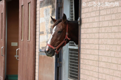 厩舎から顔を出すウイニフレッド