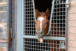 厩舎から顔を出す半弟