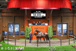 最高落札馬となったミッドナイトビズーの2025