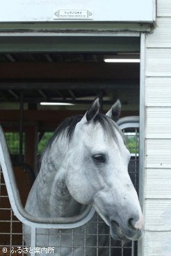今年から種牡馬供用を開始したリュウノユキナ
