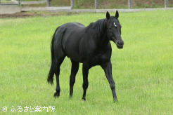 ディープインパクトの後継種牡馬として期待は大きい