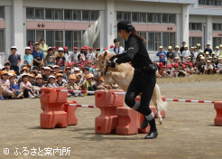 札幌競馬場のアイドルホースが、障害飛越の演技を披露した