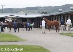 下見はそれぞれの馬房の前で行われた