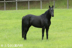 無敗でクラシック三冠を達成