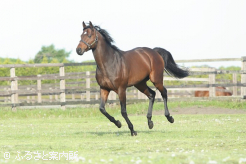 ロードカナロアの後継種牡馬として期待は大きい