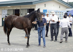 熱心に馬を見定める購買関係者