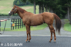 オルフェーヴルの後継種牡馬として期待は大きい