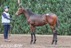 牝馬最高のベラソフィアの2025