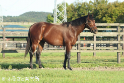 現役時代は全欧2歳牡馬チャンピオンに輝いた