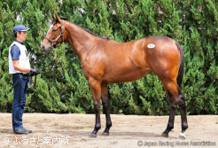 牝馬最高価格を記録したウェイヴェルアベニューの2024