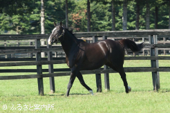 2017年のJRA賞最優秀2歳牡馬