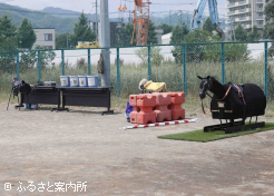 馬具や飼料、乗馬マシーンも用意された