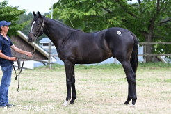 牡馬最高価格のマンハッタンガビー2024