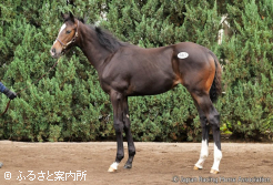 牝馬最高のノーワンの2025