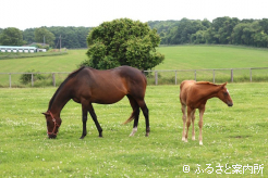 セブンカラーズの母ウイニフレッドと今年生まれた当歳馬