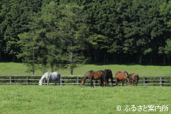 写真3 [放牧地]
