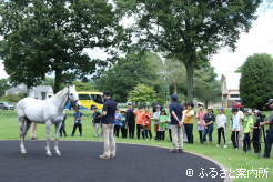 ゴールドシップなどの種牡馬を見学